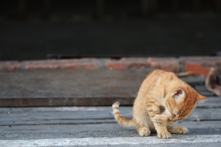 little fluffy kitten on the streetの写真素材