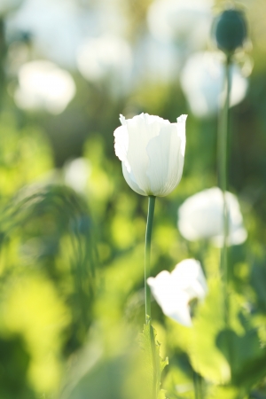 white flower in front of green backgroundの写真素材