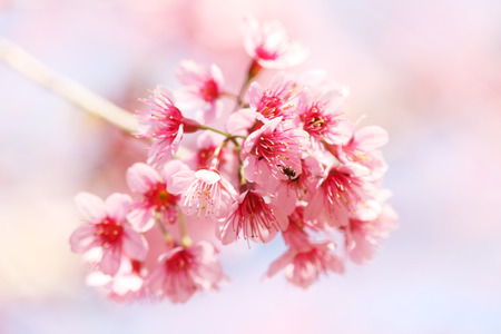 sakura in Thailand の写真素材