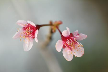 Sakura flowers in northern Thailand の写真素材