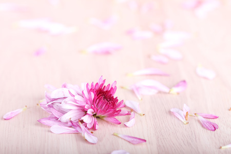 bruised purple mum flowers on wooden backgroundの写真素材