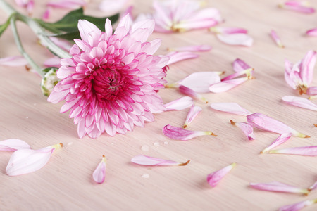 beautiful purple mum flowers on wooden backgroundの写真素材