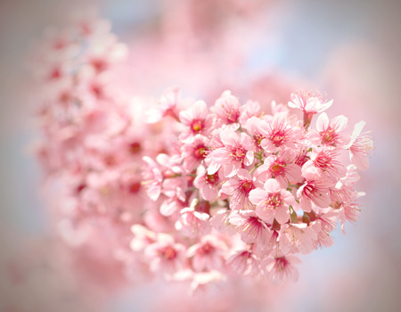 Sakura flowers blooming in northern Thailand, vintage filterの写真素材