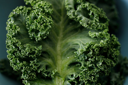 Fresh green Kale leaf with water drops backgroundの写真素材