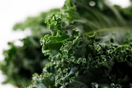 Fresh green Kale leaf salad vegetable on white backgroundの写真素材