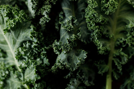 Fresh green Kale leaf with water drops backgroundの写真素材