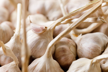 Ripe organic garlic clove and bulb on wooden background.  Close-up. Selective focus.の写真素材