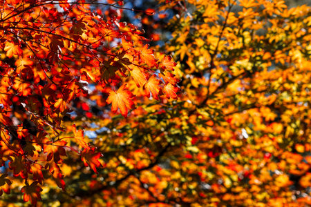Red and orange autumn background scene of red maple leaves against blue sky. Natural Autumn seasonal...