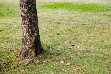 Squirrel climbing a tree picking food in park.の写真素材