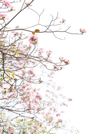 Rosy Trumpet or Pink Tacoma tree, Tabebuia rosea, cheerful blooming in park. Selective focus.