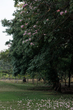 Rosy Trumpet or Pink Tacoma tree, Tabebuia rosea, cheerful blooming in park. Selective focus.