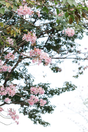 Rosy Trumpet or Pink Tacoma tree, Tabebuia rosea, cheerful blooming in park. Selective focus.の写真素材