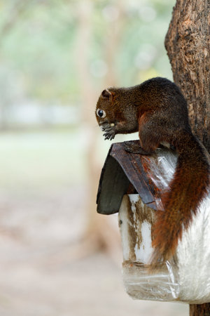 Squirrel climbing a tree picking food in park.の写真素材