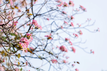 Rosy Trumpet or Pink Tacoma tree, Tabebuia rosea, cheerful blooming in park. Selective focus.