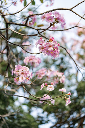 Rosy Trumpet or Pink Tacoma tree, Tabebuia rosea, cheerful blooming in park. Selective focus.