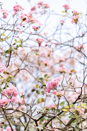 Rosy Trumpet or Pink Tacoma tree, Tabebuia rosea, cheerful blooming in park. Selective focus.の写真素材