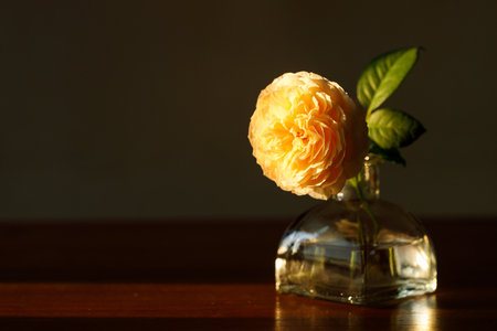 Yellow beautiful blooming rose in glass vase on wooden table. Selective focus.の写真素材