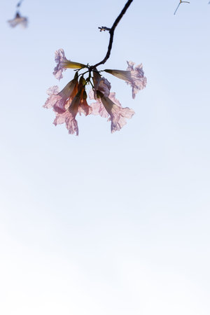 Rosy Trumpet or Pink Tacoma tree, Tabebuia rosea, cheerful blooming in park. Selective focus.