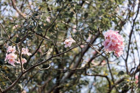 Rosy Trumpet or Pink Tacoma tree, Tabebuia rosea, cheerful blooming in park. Selective focus.