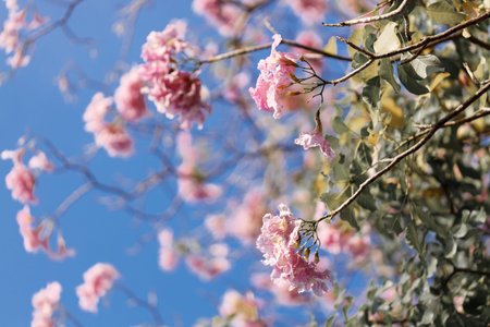 Rosy Trumpet or Pink Tacoma tree, Tabebuia rosea, cheerful blooming in park. Selective focus.