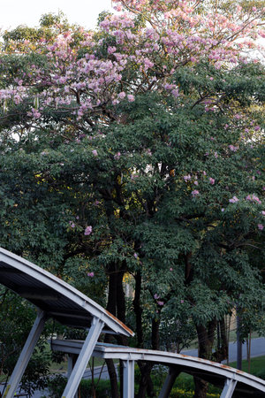 Rosy Trumpet or Pink Tacoma tree, Tabebuia rosea, cheerful blooming against city scene. Selective...