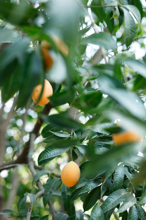 Plum Mango or Marian Plum fruit tree in tropical garden. Selective focus.