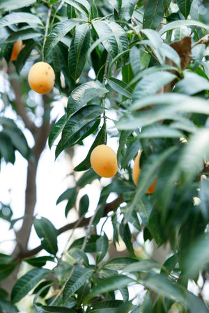 Plum Mango or Marian Plum fruit tree in tropical garden. Selective focus.
