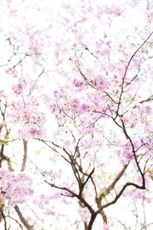 Queen's Flower or Inthanin flower in Thailand, Queen,s crape myrtle, Pride of India, Jarul, banaba...