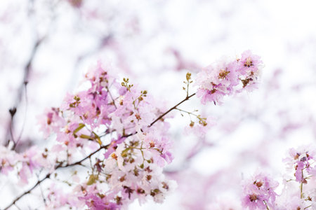Queen's Flower or Inthanin flower in Thailand, Queen,s crape myrtle, Pride of India, Jarul, banaba...