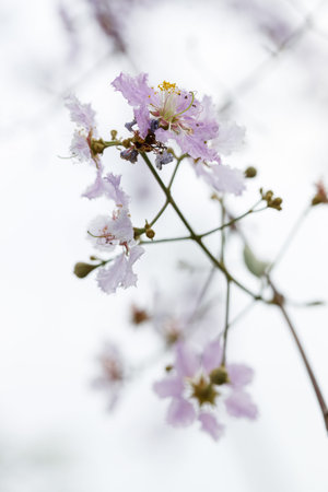 Lagerstroemia Loudonii or Salao flower in Thailand, cheerful blooming in natural park. Lagerstroemia...