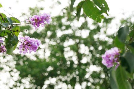 Queen's Flower or Inthanin flower in Thailand, Queen,s crape myrtle, Pride of India, Jarul, banaba...