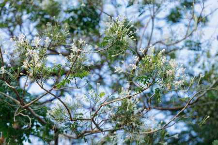White Millingtonia hortensis or tree jasmine or Indian cork or Cork tree cheerful blooming against...
