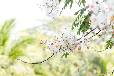 Pink shower or wishing tree cheerful blooming in natural park. Cassia bakeriana. Selective focus.の写真素材