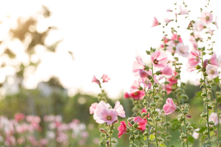 Pink Hollyhocks or Alcea flower cheerful blooming in natural park. Selective focus.の写真素材