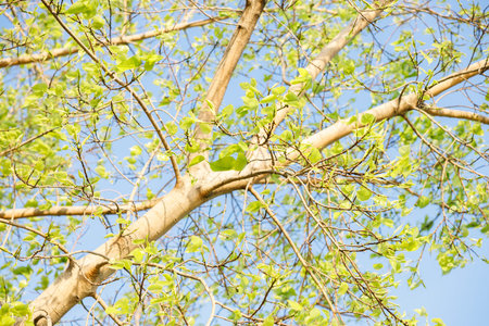 Sacred fig tree or Ficus religiosa with sprouting little light green leaves against clear sky in...