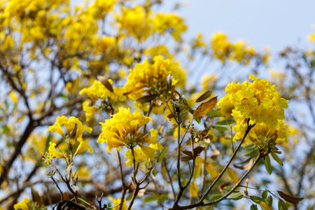 Golden Trumpet tree or Tabebuia chrysotricha cheerful blooming in natural park.