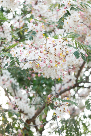 Pink shower or wishing tree cheerful blooming in natural park. Cassia bakeriana. Selective focus.の写真素材