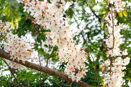 Pink shower or wishing tree cheerful blooming in natural park. Cassia bakeriana. Selective focus.の写真素材
