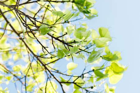 Sacred fig tree or Ficus religiosa with sprouting little light green leaves against clear sky in park. Selective focus.の写真素材