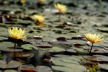 Yellow lotus flower cheerful blooming in  natural park. Sacred lotus, Indian lotus, Nelumbo nucifera. Selective focus.の写真素材