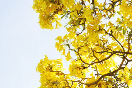 Golden Trumpet tree or Tabebuia chrysotricha cheerful blooming in natural park. Selective focus