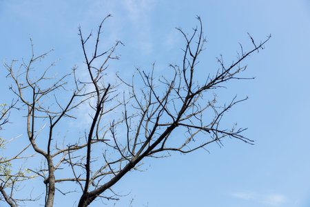 Drought Tree branches reaching high against blue sky. Selective focus.