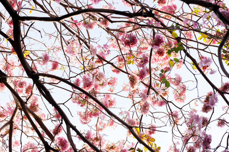 Pink Trumpet or Rosy Trumpet or Pink Tacoma tree, Tabebuia rosea, cheerful blooming against clear sky. Selective focus.の写真素材