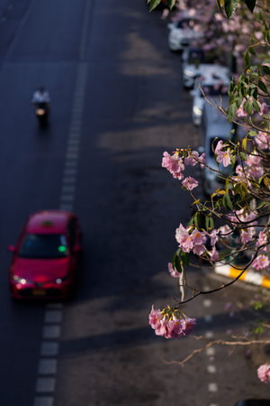 Pink Trumpet or Rosy Trumpet or Pink Tacoma tree, Tabebuia rosea, cheerful blooming in city....