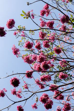 Pink Trumpet or Rosy Trumpet or Pink Tacoma tree, Tabebuia rosea, cheerful blooming against blue sky. Selective focus.の写真素材