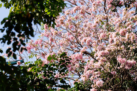 Pink Trumpet or Rosy Trumpet or Pink Tacoma tree, Tabebuia rosea, cheerful blooming against blue sky. Selective focus.の写真素材