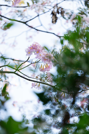 Pink Trumpet or Rosy Trumpet or Pink Tacoma tree, Tabebuia rosea, cheerful blooming against clear sky. Selective focus.の写真素材