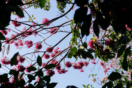 Pink Trumpet or Rosy Trumpet or Pink Tacoma tree, Tabebuia rosea, cheerful blooming against blue...