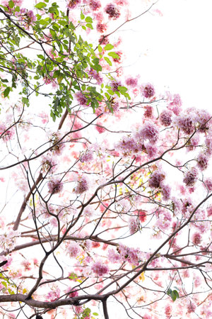 Pink Trumpet or Rosy Trumpet or Pink Tacoma tree, Tabebuia rosea, cheerful blooming against clear...