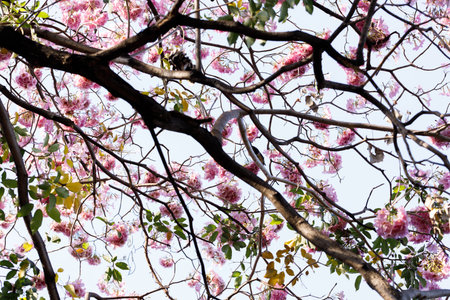 Pink Trumpet or Rosy Trumpet or Pink Tacoma tree, Tabebuia rosea, cheerful blooming against clear...